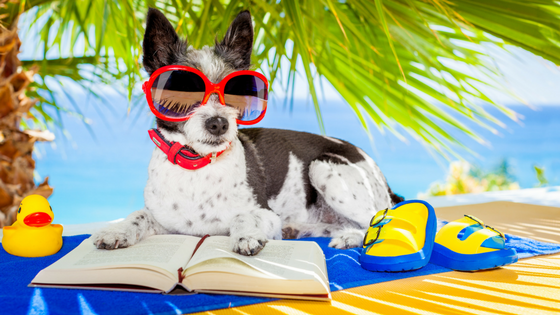 Summer perennial favourites: Fiction