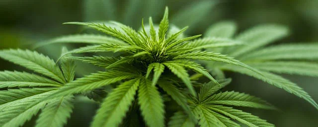 Cannabis books: Up in smoke or high times?
