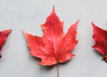 Celebrating Canadian literature for young readers