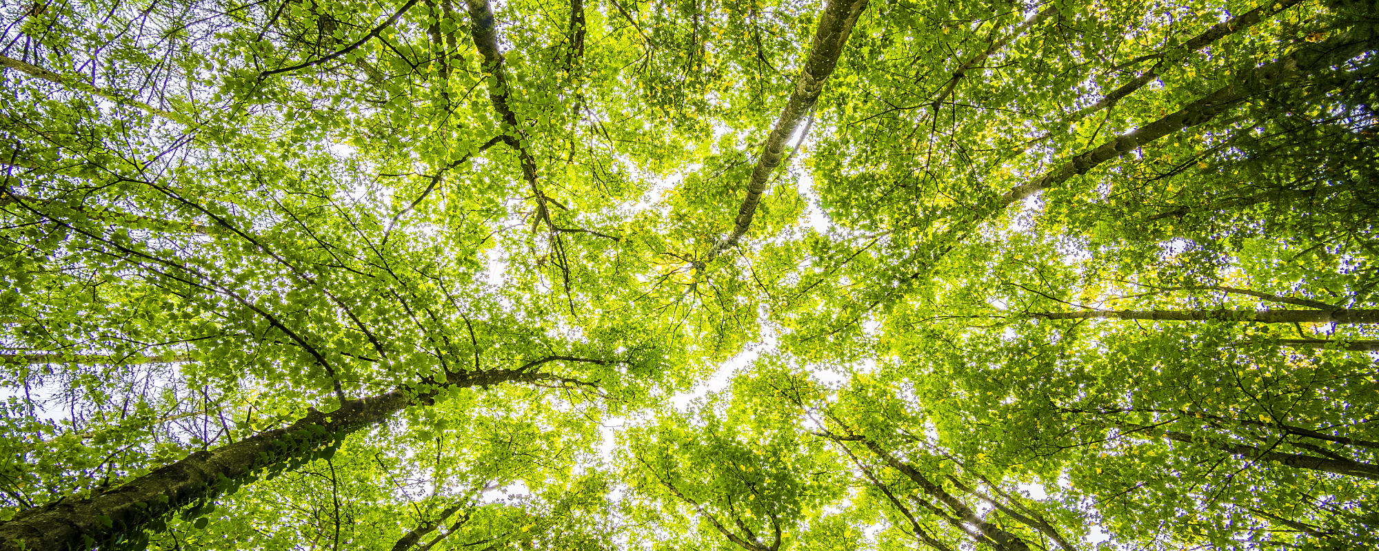 The book industry and the environment