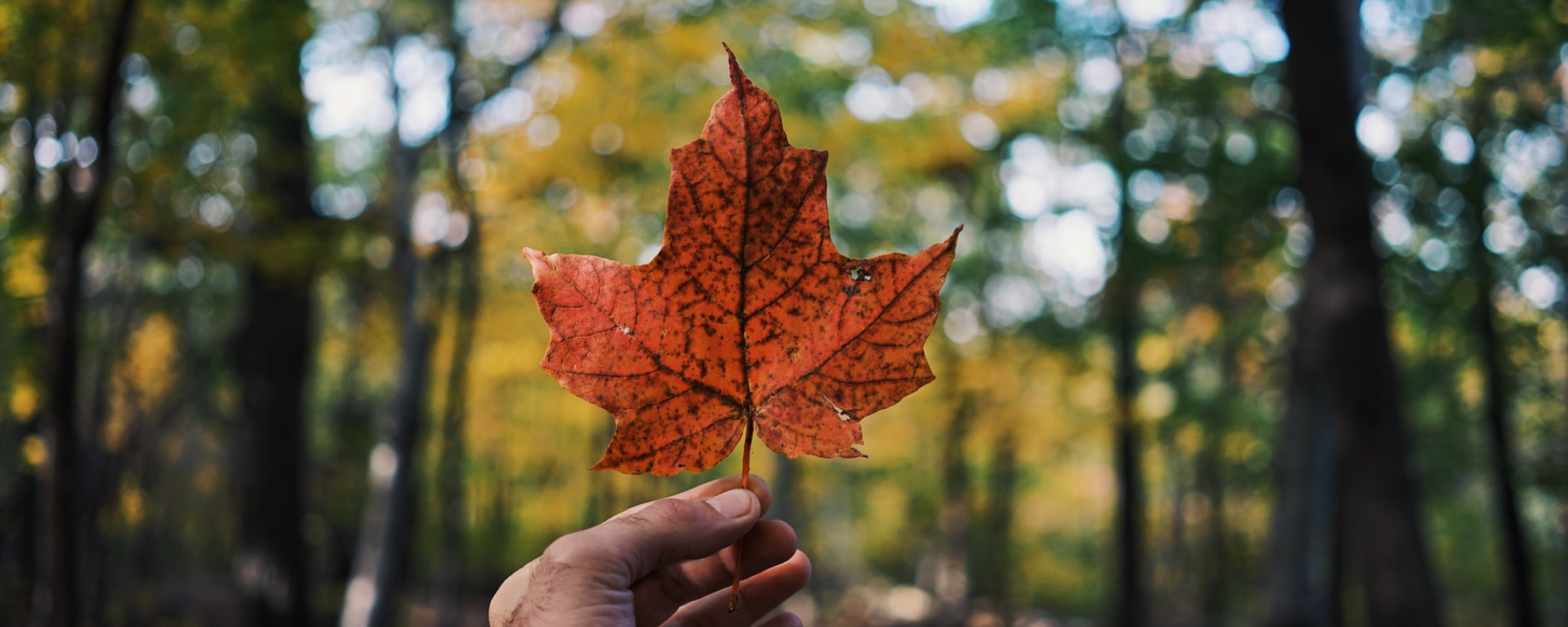 Easier with BookNet: Calculating your store’s Canadian contributor sales