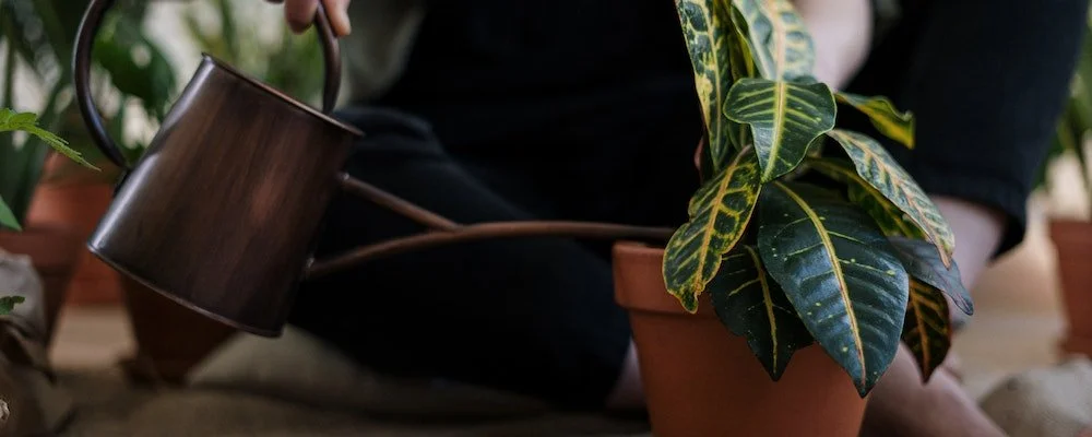 Subject spotlight: Gardening