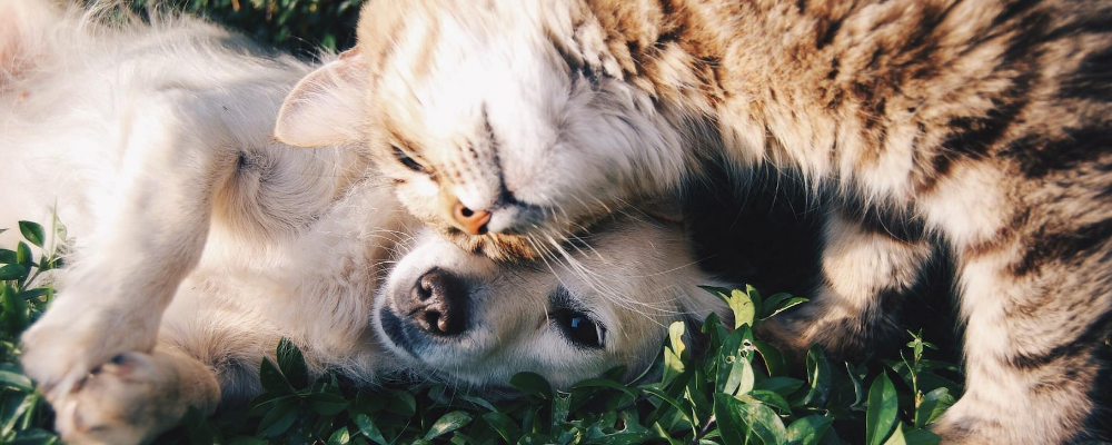 Subject spotlight: Pets