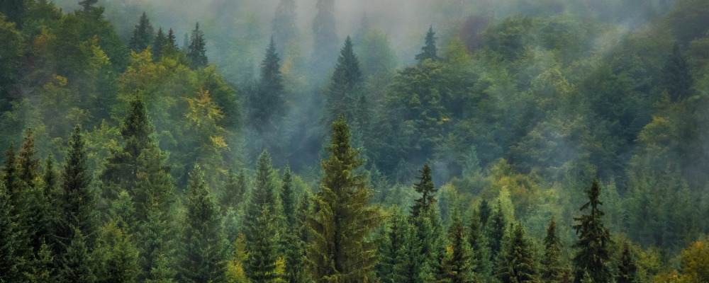 European Deforestation Regulation EUDR webinar released