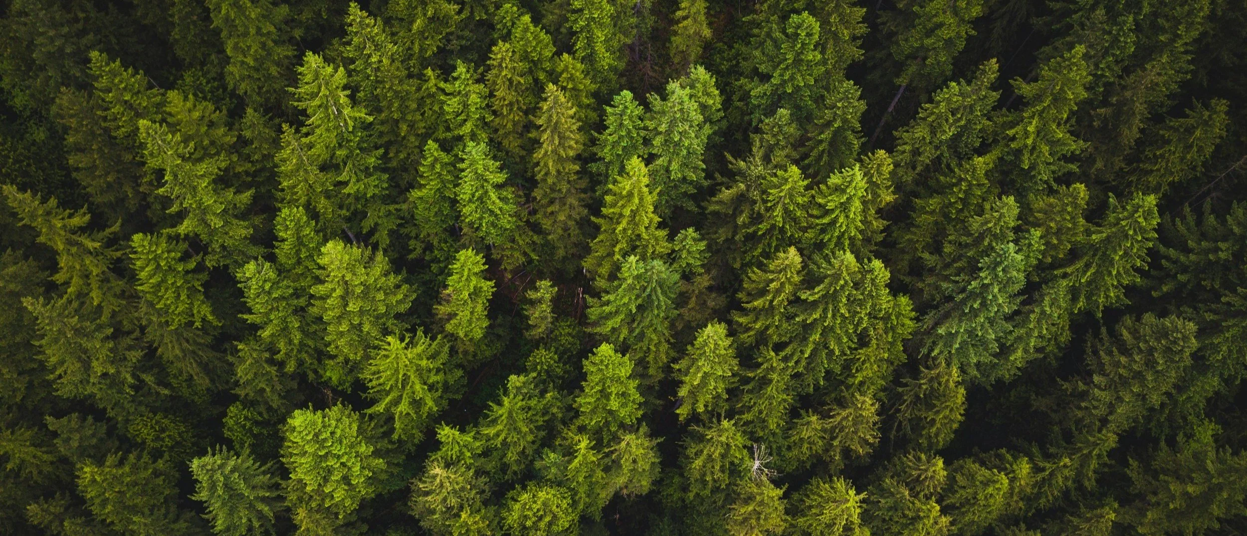 European Union Deforestation Regulation: Working Towards Compliance
